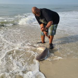Brown shark from the Cape May Surf